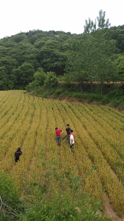 《铁山宣传片拍摄 之采摘樱珠、麦田》